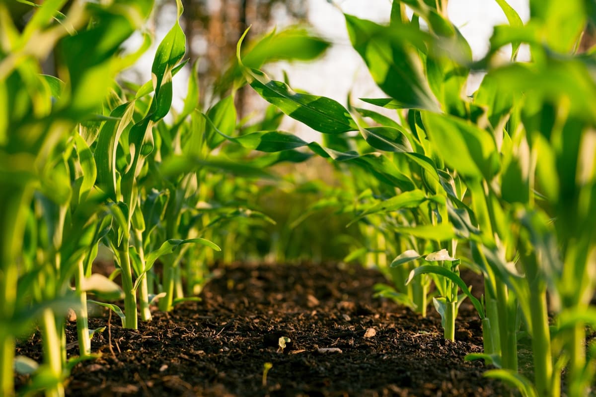 Smart irrigation on farmland in East Africa